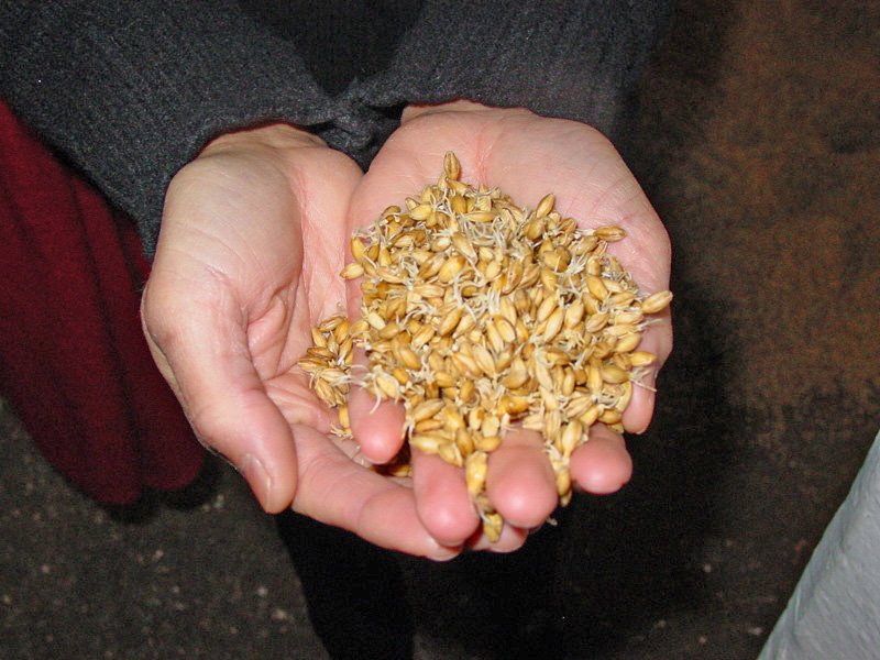 barley for whiskey making at jameson distillery cork