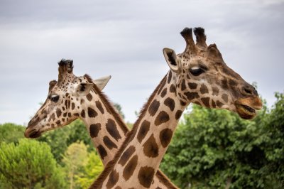Two giraffes at the zoo