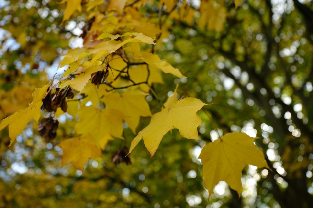 autumn leaves