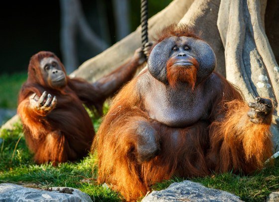 Animals relaxing at Dublin Zoo