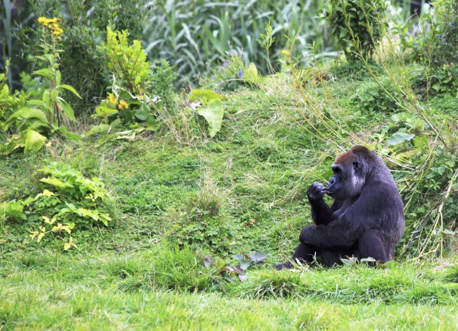 gorilla at dublin zoo