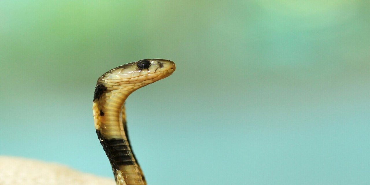 curious yellow and black snake with blurred background