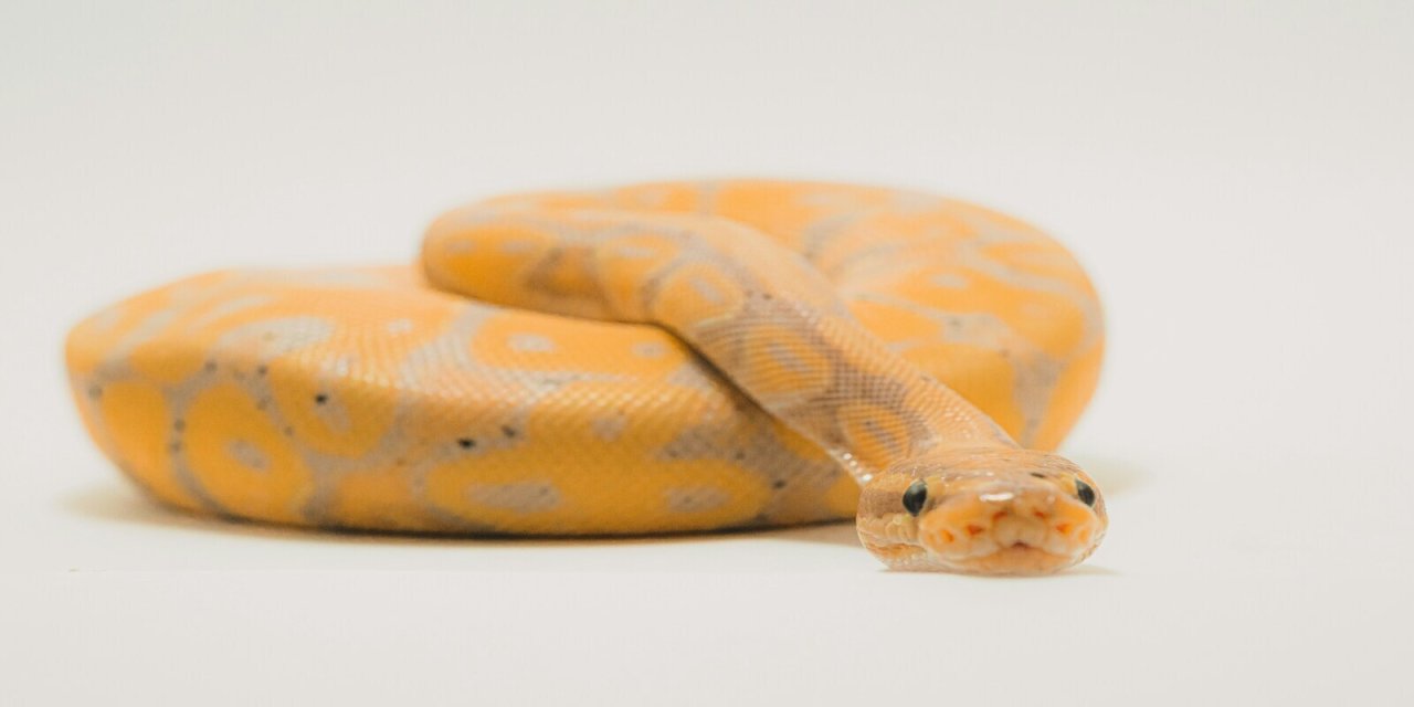 yellow snake wrapped up together