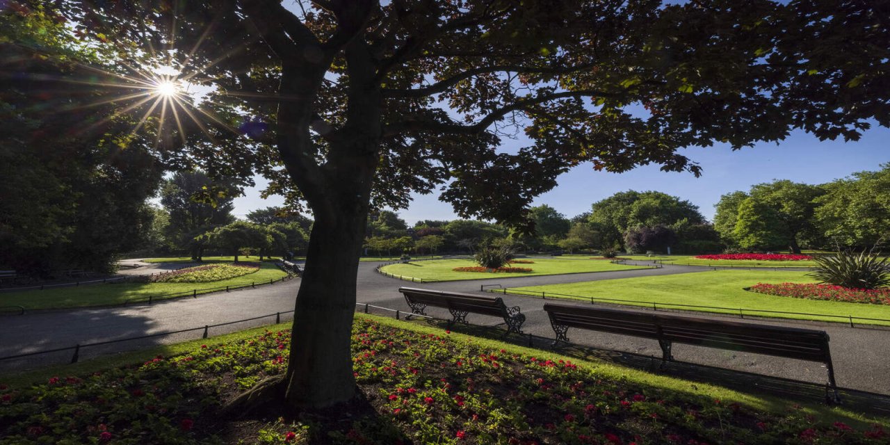 Blue skies, splitting the trees. Bright green grass with red flowers. 