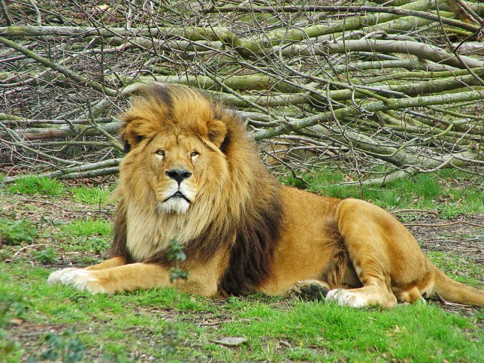 lion at dublin zoo