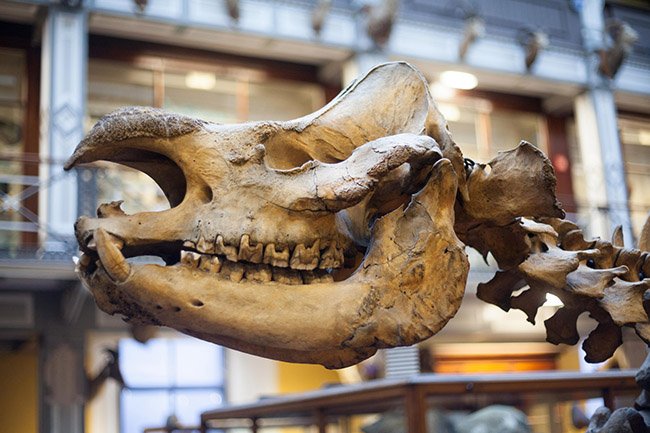 exhibit in the natural history museum