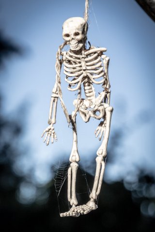 Image of hanging skeleton