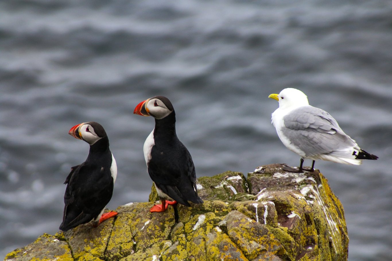 Puffin and seagull on a cliff