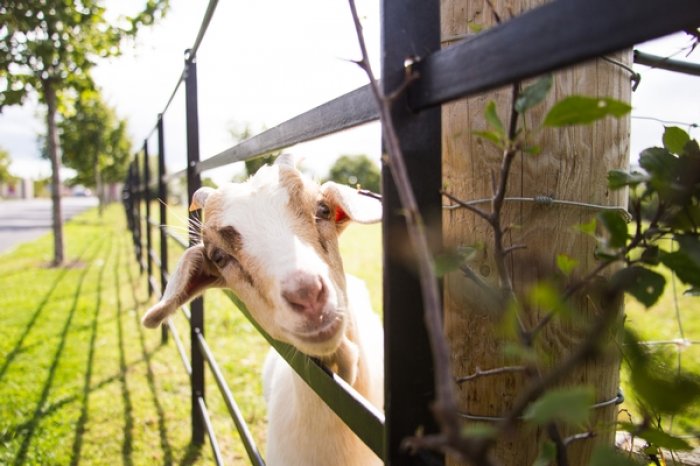 goat at airfield farm