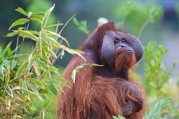 orangutan sitting around green plants