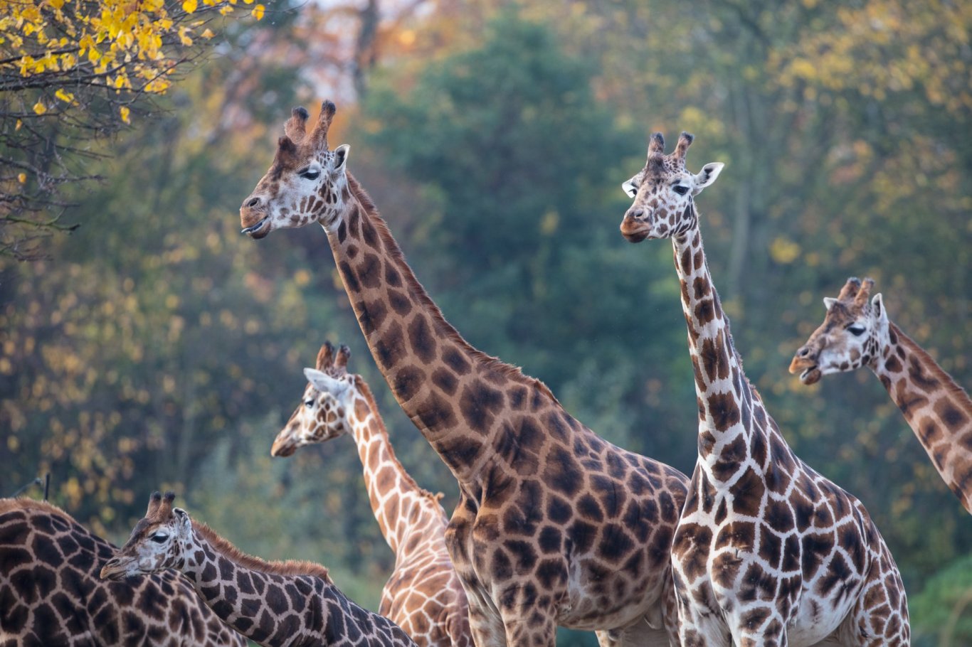 five giraffes standing with trees in the background