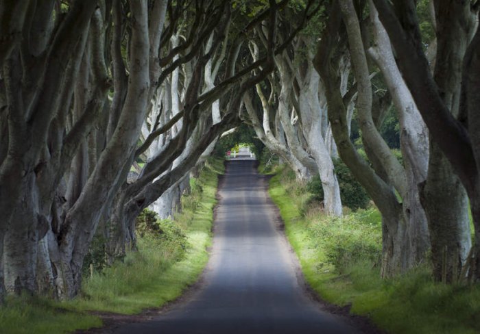 dark hedges game of thrones