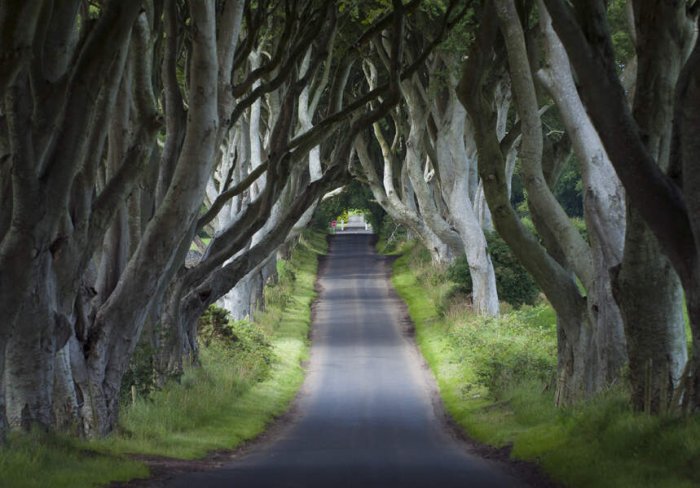 Game of Thrones The Dark Hedges Day Tour