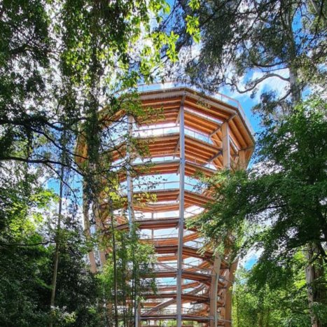 wooden structure surrounded by trees