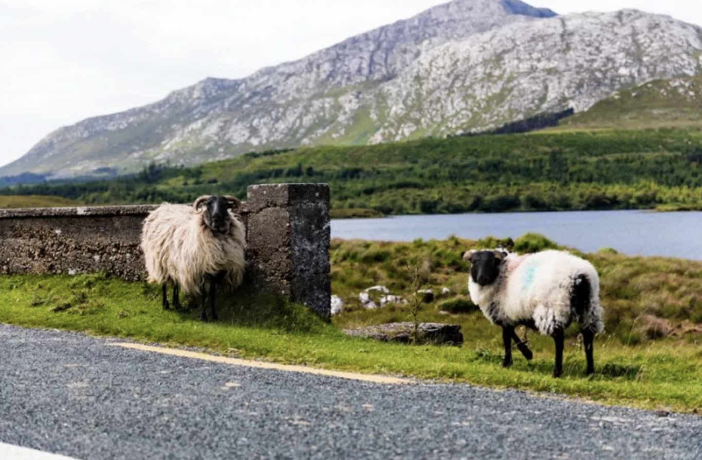 Sheep Farming Connemara Ireland