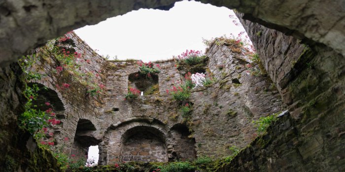 Failte Ireland, Trim Castle the inside view of an old, stone castle with small pink and red flowers built into the bricks. Small pops of greenery going throughout the cut out windows of the stone castle with a wide circle top opening.