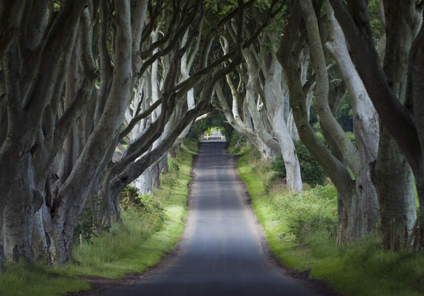 game of thrones trees