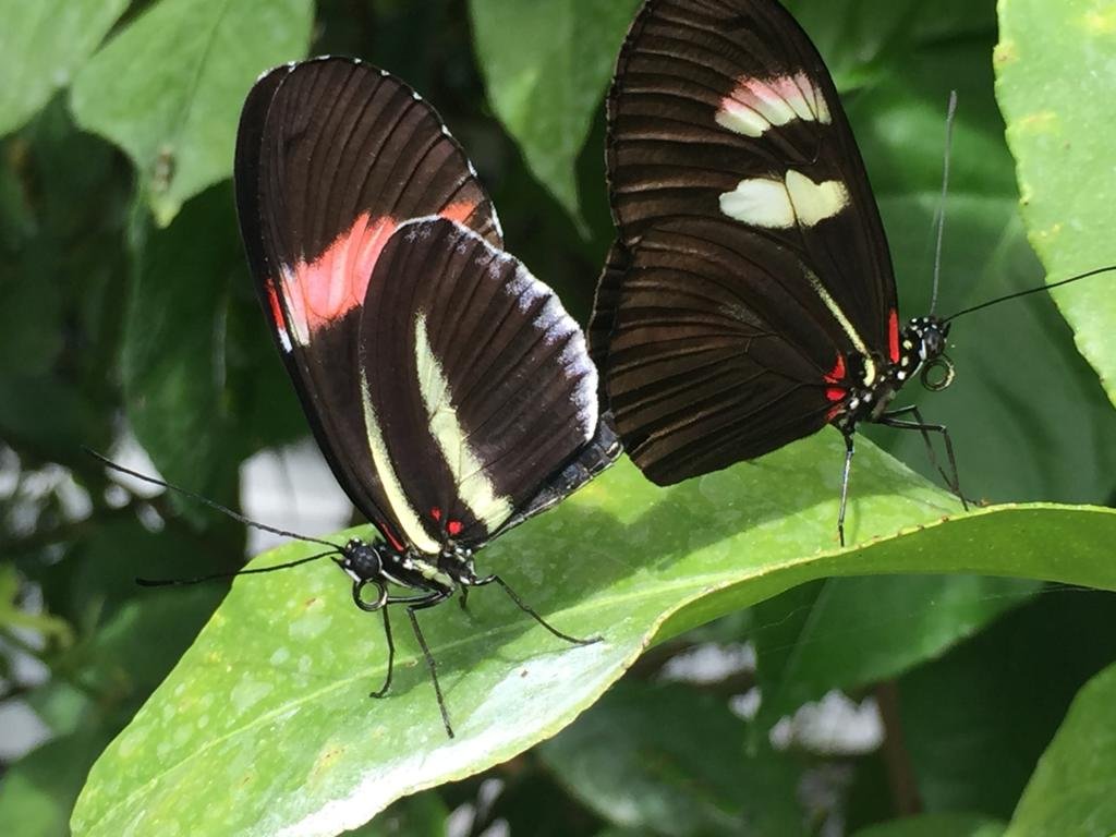 Butterflies in Butterfly House at Malahide Gardens