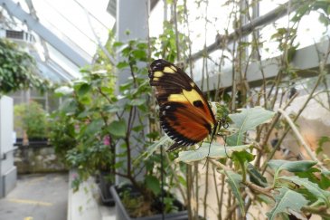 Butterfly in Butterfly House at Malahide Gardens