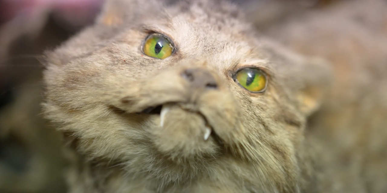 White dirty stuffed cat with white fangs and green glowing eyes