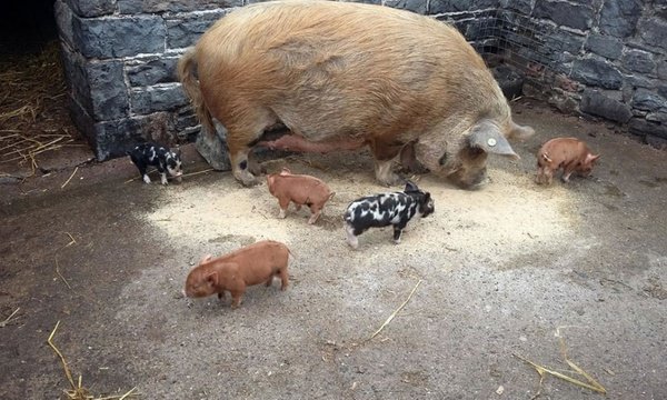 Pig and piglets at Newbridge House and Farm