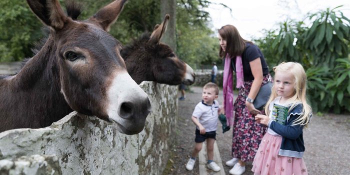family enjoying donkeys at bunratty folk park, ireland