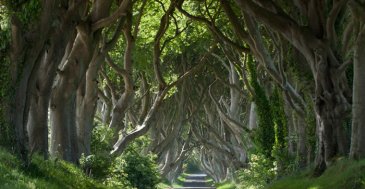 iconic image from Game of Thrones dark tree lined passage from game of thrones