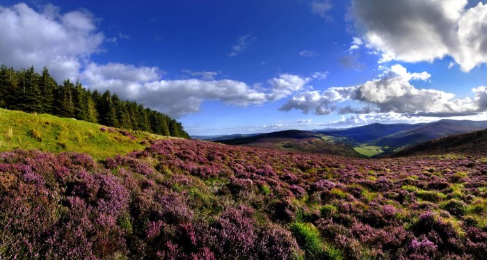 Wicklow Mountains by Chris Hill Photographic flora at the wicklow mountains